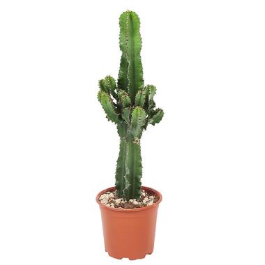 Euphorbia Ingens - Cowboy Cactus - Pot 17cm - Hoogte 50-60cm product