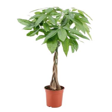 Pachira Aquatica - 'L'arbre à monnaie' - Pot 17cm - Hauteur 60-70cm product