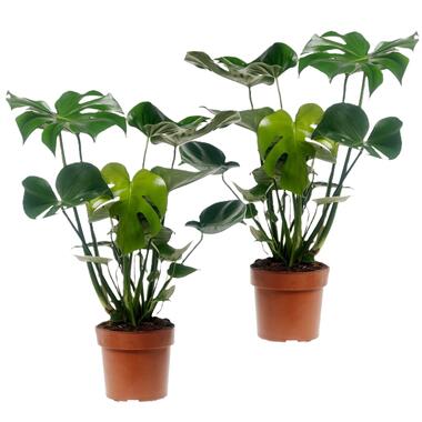 Monstera Deliciosa - Set van 2 - Gatenplant - Pot 17cm - Hoogte 50-60cm product