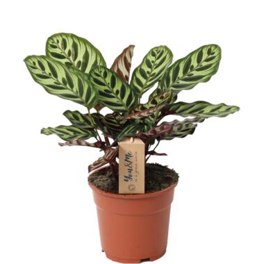 Calathea Makoyana - Tropische plant- Pot 17cm - Hoogte 40-50cm product