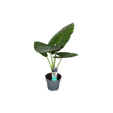 Alocasia Odora - 'Olifantsoor' - Pot 17cm - Hoogte 55-75cm product