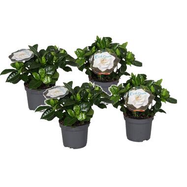 Gardenia Jasminoides - Set van 4 - Jasmijn - Pot 13cm - Hoogte 20-30cm product