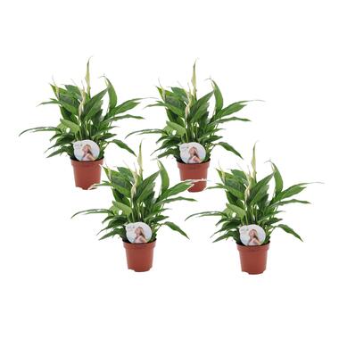 Set de 4 Spathiphyllum - Purificateur d'air - Pot 12cm - Hauteur 30-40cm product