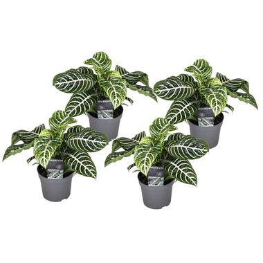Aphelandra - Set van 4 - Zebraplant - Pot 13cm - Hoogte 25-45cm product