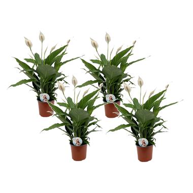 Spathiphyllum Lima - Set van 4 - Lepelplant - Pot 17cm - Hoogte 60-75cm product