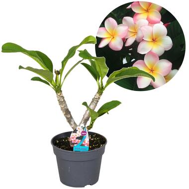 Plumeria Frangipani - Plumeria Hawaii - Pot 17cm - Hoogte 55-75cm product