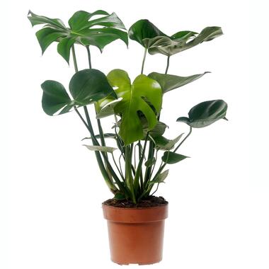 Monstera Deliciosa - Gatenplant - Kamerplant - Pot 17cm - Hoogte 60-70cm product