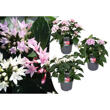 Starcluster Pentas - Rubiaceae - Mélange de 3 - Pot 13cm - Hauteur 25-45cm product