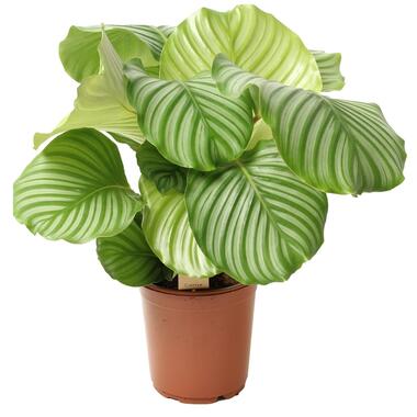 Calathea Orbifolia - Pauwenplant - Pot 21cm - Hoogte 55-60cm product
