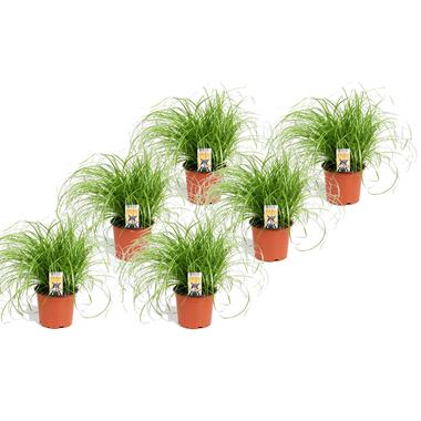 Cyperus - Set van 6 - Kattengras - Pot 12cm - Hoogte 30-40cm product
