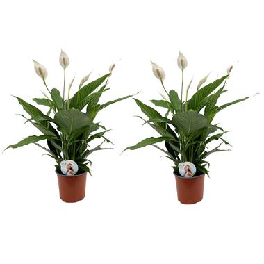 Plant in a Box - Set van 2 Spathiphyllum - Kamerplant - Pot 17cm -Hoogte 60-70cm product