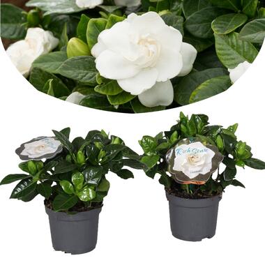 Set van 2 Gardenia Jasminoïdes - Jasmijn kamerplant - Pot 13cm - Hoogte 25-40cm product