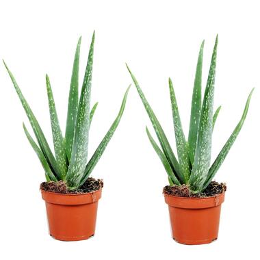 Aloë Vera - Set van 2 - Succulent - Pot 10,5cm - Hoogte 25-40cm product