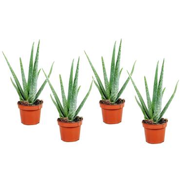 Aloë Vera - Set van 4 - Succulent - Pot 10,5cm - Hoogte 25-40cm product