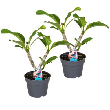 Plumeria Frangipani Hawaii - Set van 2 - Pot 17cm - Hoogte 45-55cm product