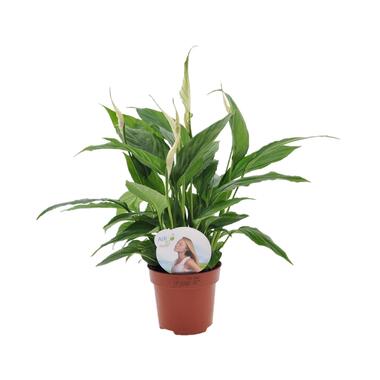 Spathiphyllum 'Torelli' - Lepelplant - Pot 12cm - Hoogte 30-45cm product