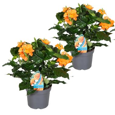 Crossandra Fortuna - Set van 2 - Oranje bloemen - Pot 13cm - Hoogte 20-30cm product