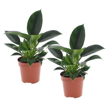 Set van 2 Philodendron Green Princess - Kamerplant - Pot 12cm - Hoogte 20-30cm product