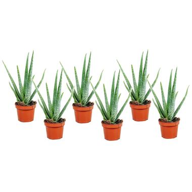 Set van 6 Aloë Vera - Kamerplanten - Succulenten - Pot 10,5cm - Hoogte 25-40cm product