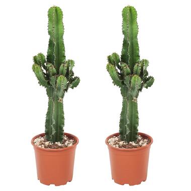 Euphorbia Eritrea - Set van 2 - Cowboy Cactus - Pot 17cm - Hoogte 50-60cm product