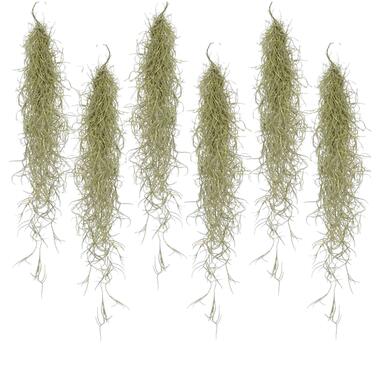 Tillandsia Usneoides 'Beard tillandsias' - Set de 6 - Hauteur 25-50cm product