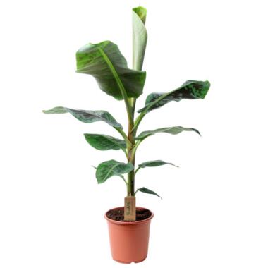Musa Cavendish - Plante d'intérieur - Pot 21cm - Hauteur 90-100cm product