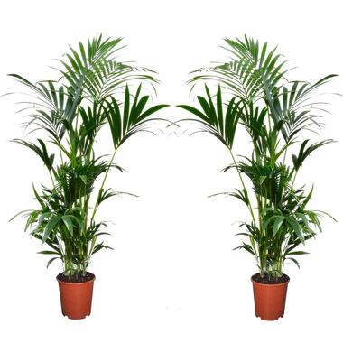 Palmier Kentia - Set de 2 - Howea Forsteriana - Pot 18cm - Hauteur 90-100cm product