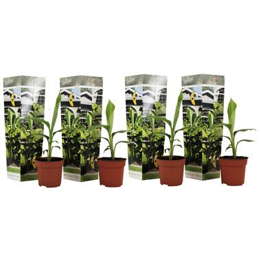 Set van 4 Musa Basjoo - winterharde bananenplanten - Pot 9cm -Hoogte 25-40cm product