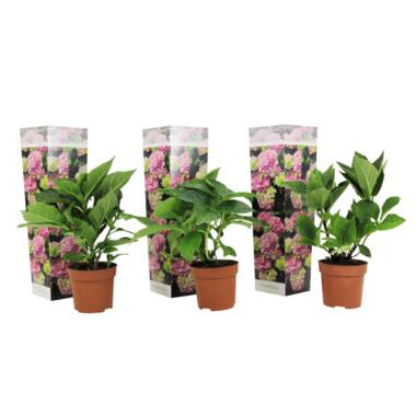 Hydrangea macrophylla. Rose - Set de 3 - Hortensia - Pot 9cm - Hauteur 25-40cm product