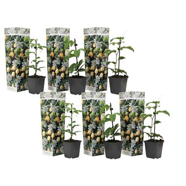 Mix van 6 Passiflora Edulis - Passievrucht - Klimplant - Pot 9cm -Hoogte 25-40cm product