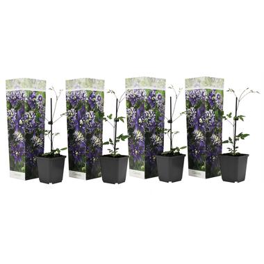 Clematis Taiga - Set de 4 - Plantes grimpantes - Pot 9cm - Hauteur 25-40cm product