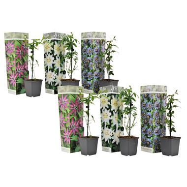 Passiflora - Mélange de 6 - Plante grimpante - Pot 9cm - Hauteur 25-40cm product