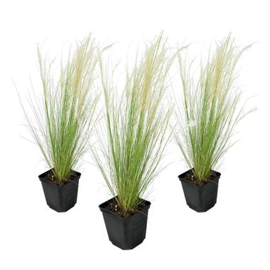 Stipa tenuifolia 'Pony Tails' - Set van 3 grassen - Pot 9cm - Hoogte 20-30cm product