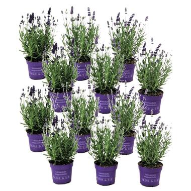 Lavendelplant - Lavandula angustifolia - Set van 12 - ⌀10,5cm - Hoogte 10-15cm product