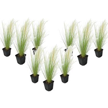 Stipa tenuifolia 'Pony Tails' - Set de 9 - Graminées - Pot 9cm - Hauteur 20-30cm product