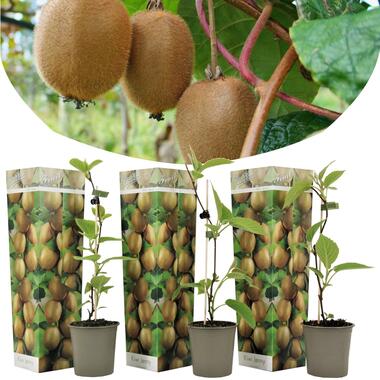 Kiwi Actinidia 'Jenny' - Set van 3 - Kiwiplanten - Pot 9cm - Hoogte 20-40cm product