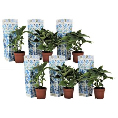 Hydrangea bicolor Bavaria Blauw - Hortensia - Set van 6 - ⌀9cm - Hoogte 25-40cm product