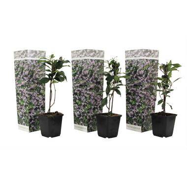 Toscaanse Jasmijn - Set van 3 - Roze - Tuinplanten - Pot 9cm - Hoogte 25-40cm product