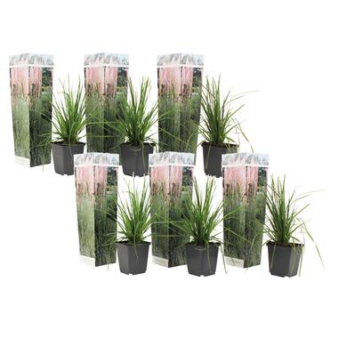Cortaderia selloana - Set van 6 - Siergras - Roze - Pot 9cm - Hoogte 25-40cm product
