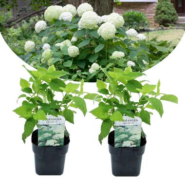 Hortensia arborescens Annabelle x2 - Pot 17cm - Hauteur 30-40cm product