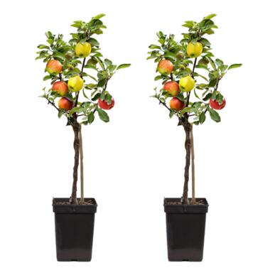Appelboom 'Trio' - Set van 2 - Malus - Pot 17cm - Hoogte 60-70cm product