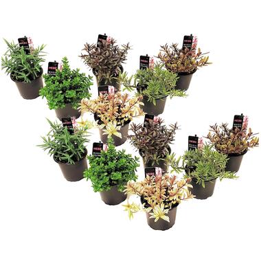 Hebe pinguifolia - Mélange de 12 - Arbuste - Pot 10,5cmcm - Hauteur 15-20cm product