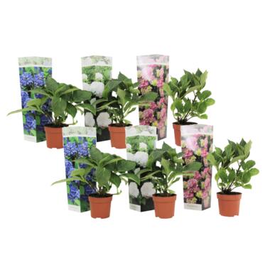 Hydrangea macrophylla - Mix van 6 - Hortensia - Pot 9cm - Hoogte 25-40cm product