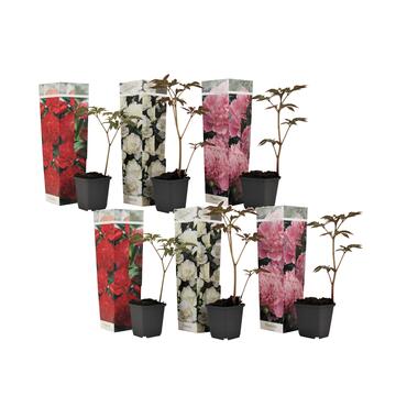 Paeonia officinalis - Set 6 - Pioenrozen - Boerenpioen - Pot 9cm - Hoogte 0-40cm product