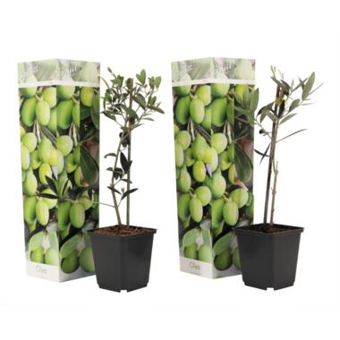 Olea Europaea - Pot 9cm - Hoogte 25 - 40cm product