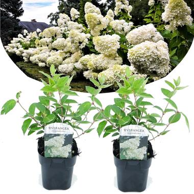 Hydrangea paniculata 'Grandiflora' - x2 - hortensia - Pot 17cm - Hoogte 30cm product