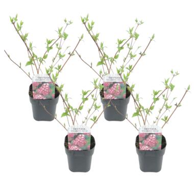 Deutzia x hybrida 'Strawberry Fields' - Set van 4 - Pot 17cm - Hoogte 25-40cm product