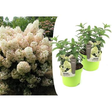 Hortensia - Set de 2 - Hydrangea paniculata 'Bobo' - Hauteur 25-40cm - ⌀19cm product