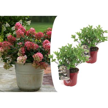 Hydrangea paniculata - 'Wim's Red' - Set van 2 - Pot 19cm - Hoogte 25-40cm product