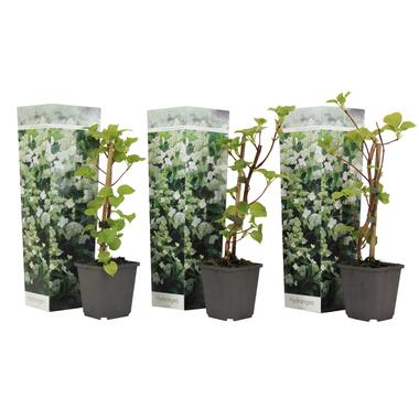 Set van 3 Hydrangea ‘Petiolaris’ -Klimhortensia - Pot 9cm - Hoogte 25-40cm product